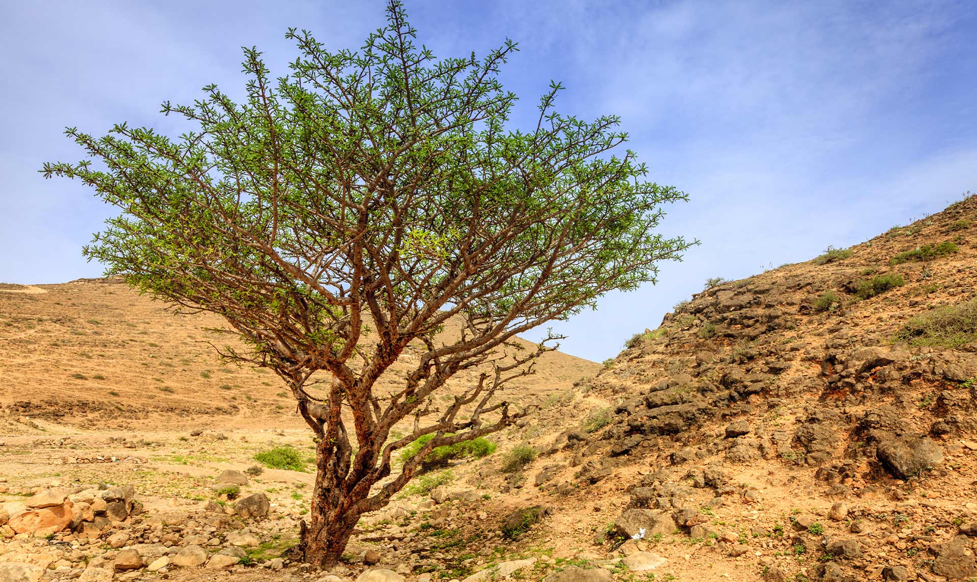 ต้น Frankincense เชิงพฤกษศาสตร์