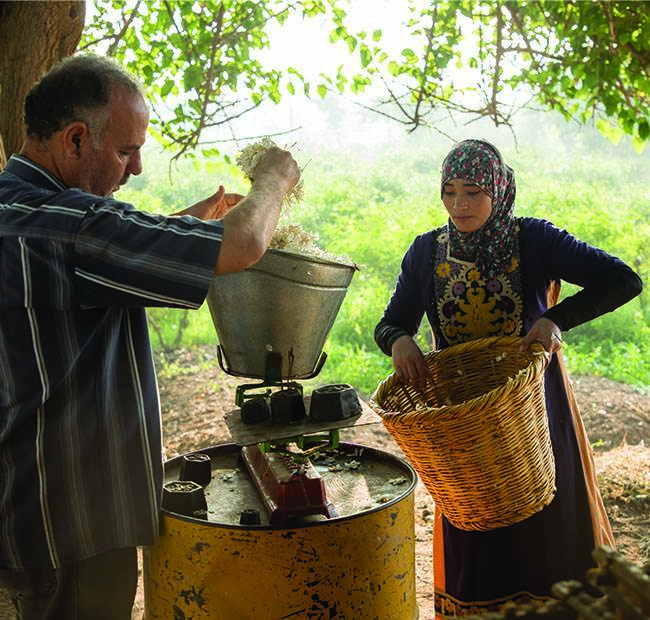 jasmine-coimpact-sourcing-egypt-650x620-global.jpg