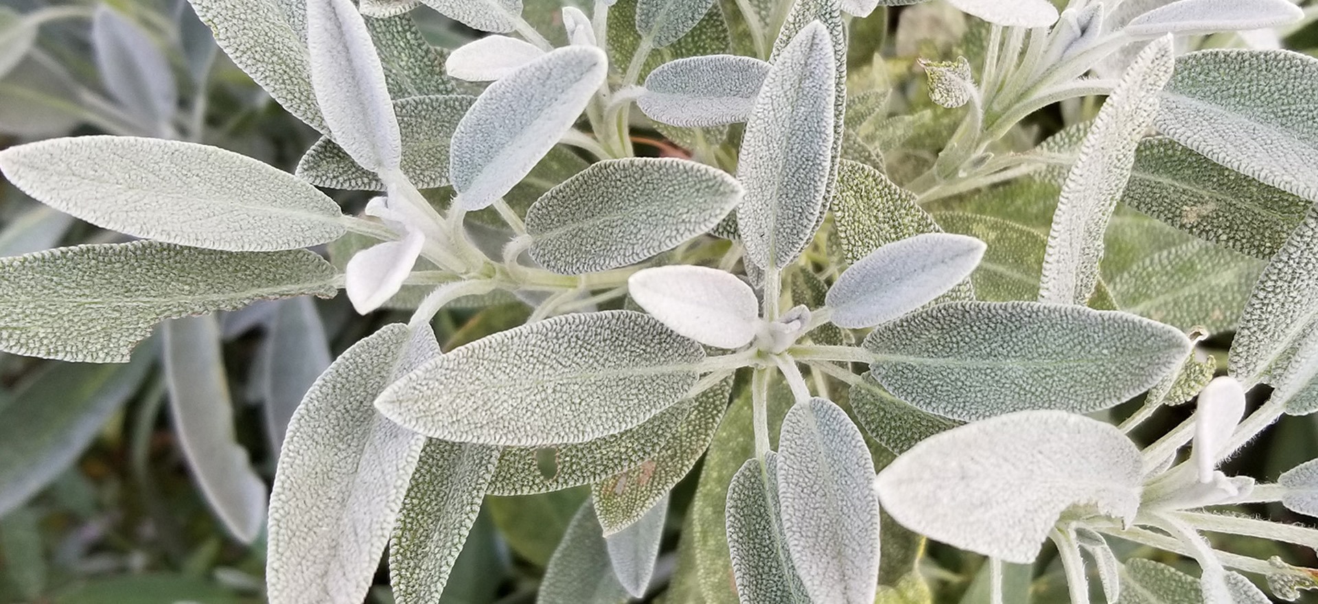 sage-spanish-botanical-1920x960-global.jpg