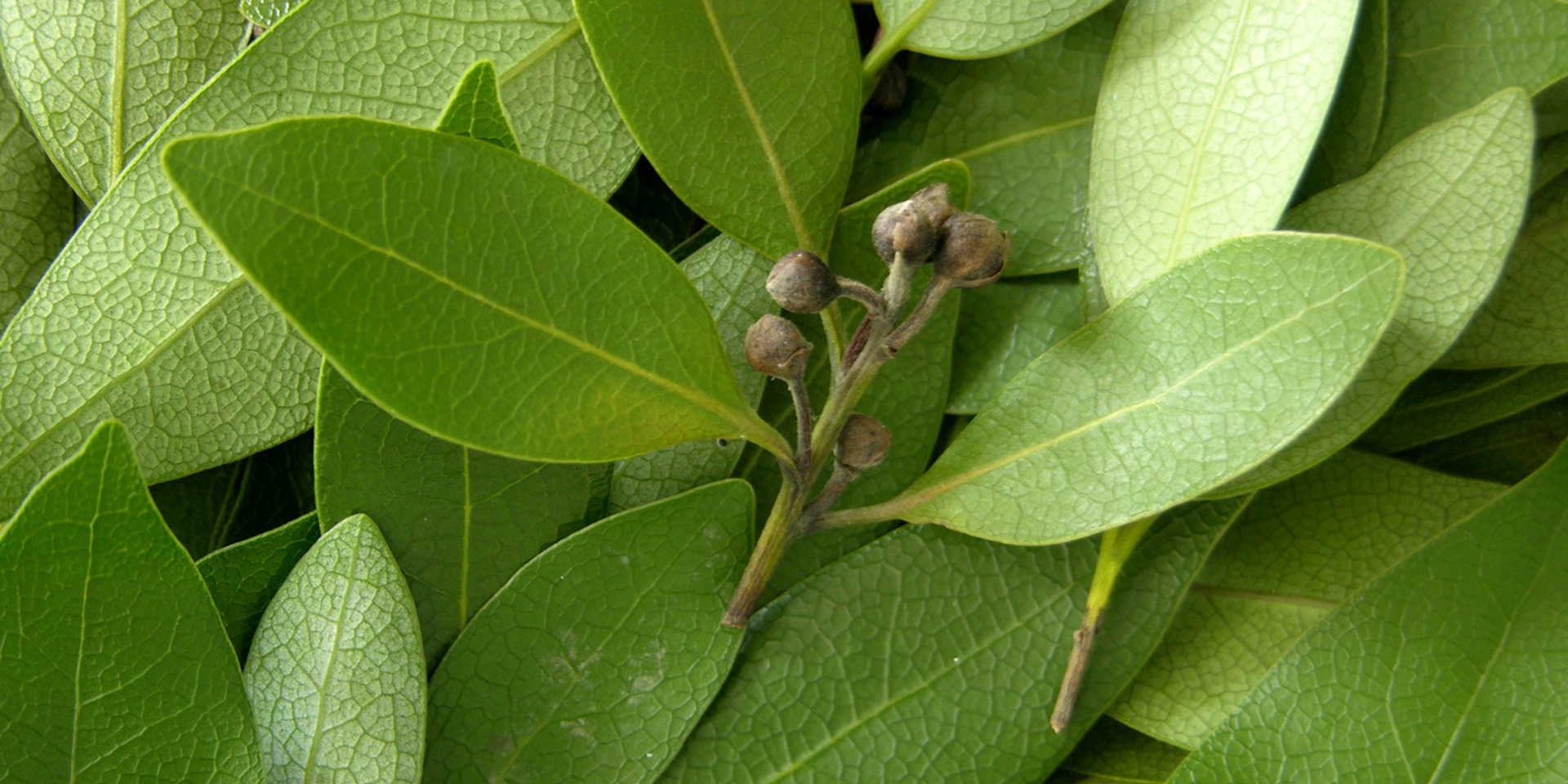 bay-leaf-laurel-botanical-1920x960-global.jpg