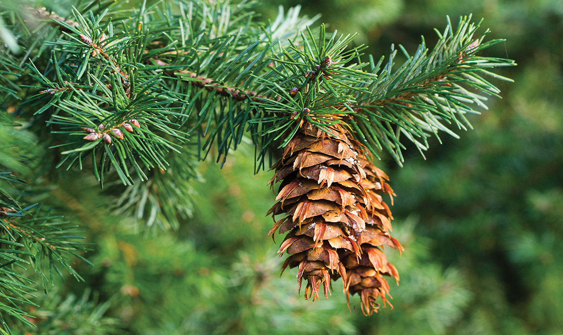 douglas-fir-botanical-1920x1145-global.jpg