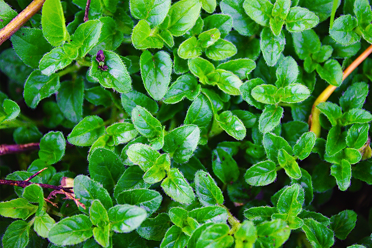 Marjoram