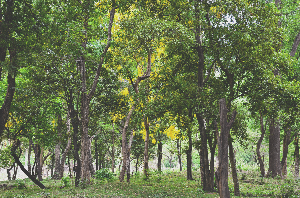 sandalwood-sourcing-1920x1145-global.jpg