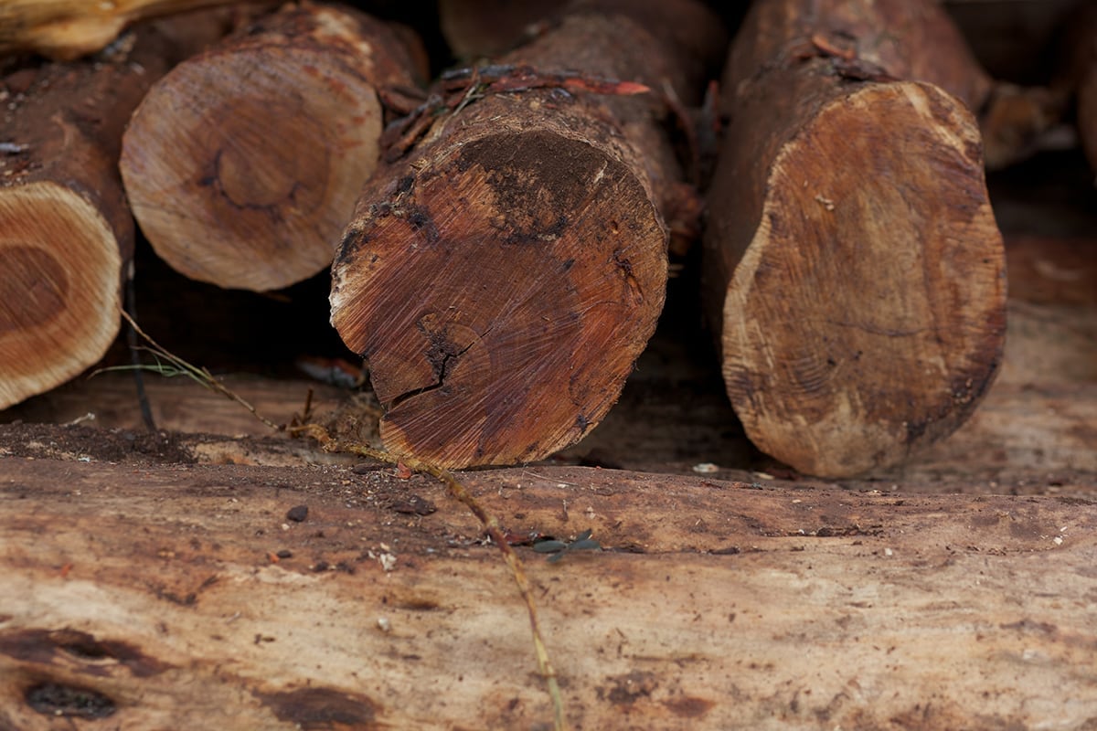 Hawaiian Sandalwood