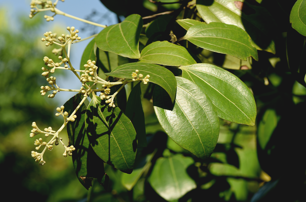 cassia-botanical-1050x693-global.png