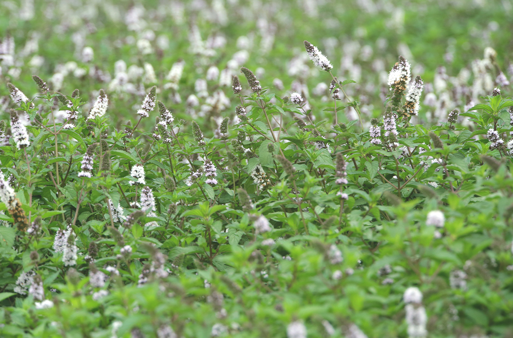 Spearmint