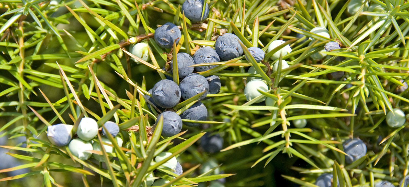 juniper-berry-botanical-1600x733-global.jpg