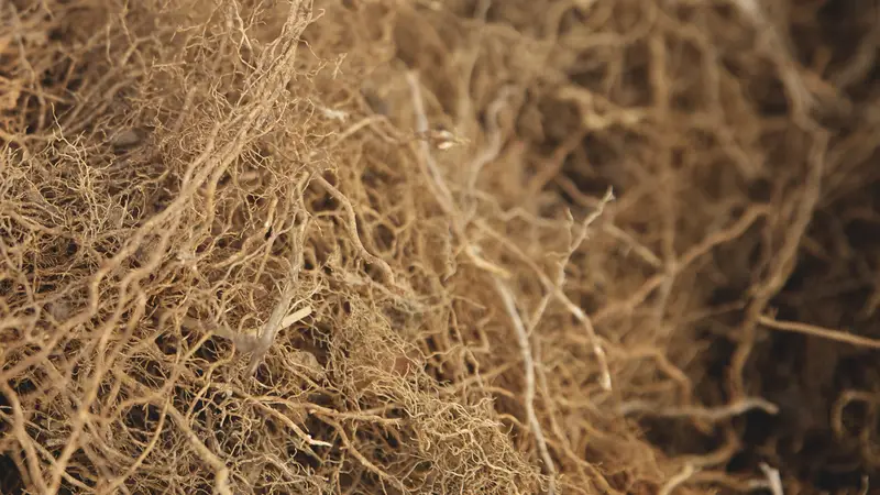 Vetiver Oil