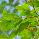 Ho wood leaves
