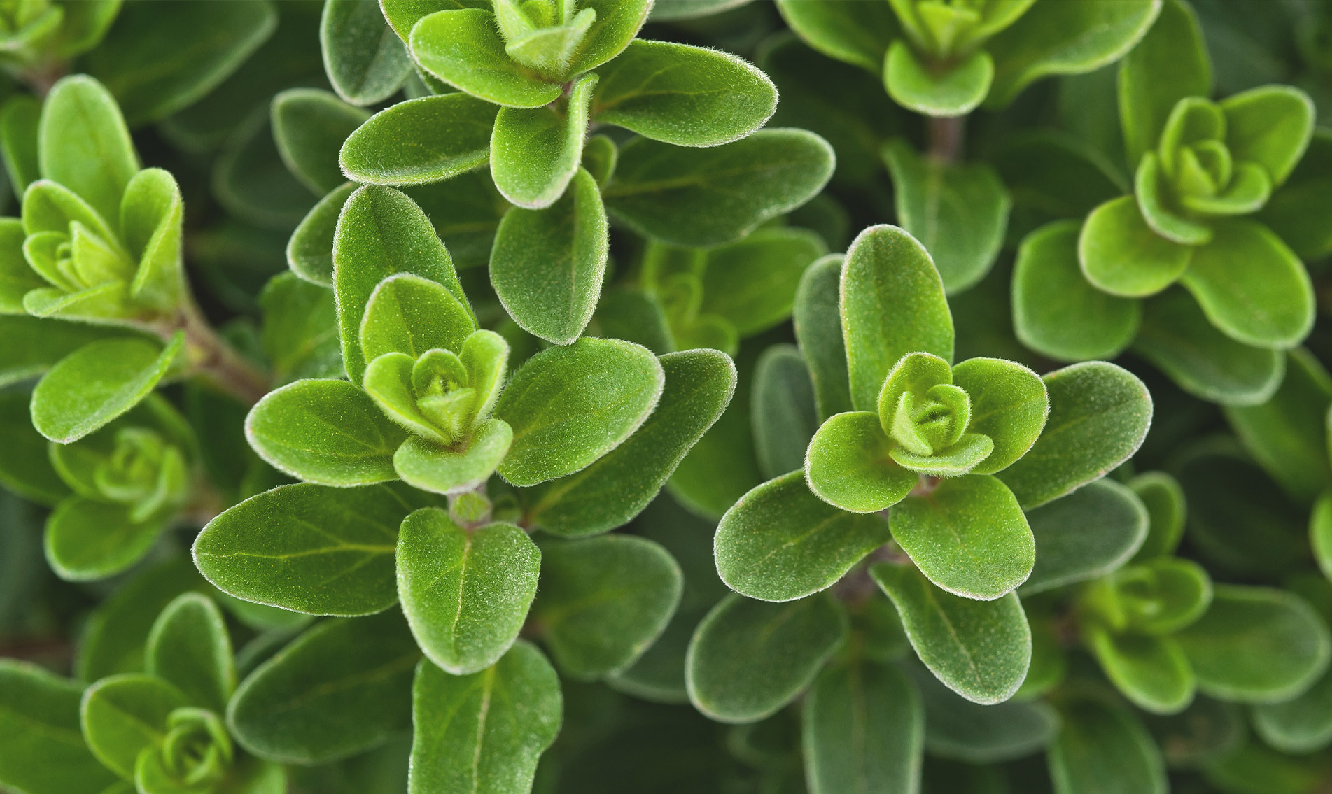 marjoram-botanical-1903x1135-global.jpg