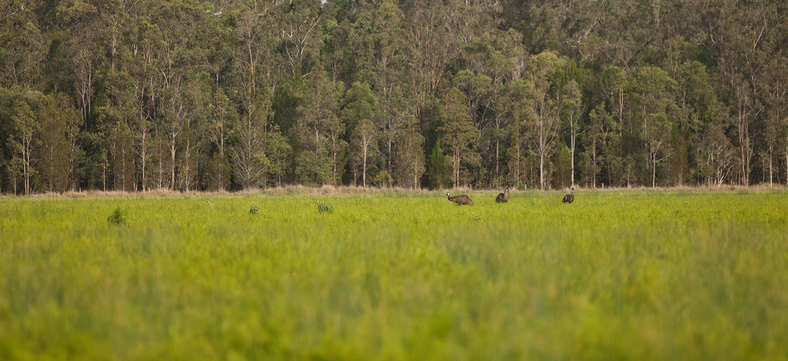 tea-tree-plantation-natural-landscape-1600x733-global.jpg
