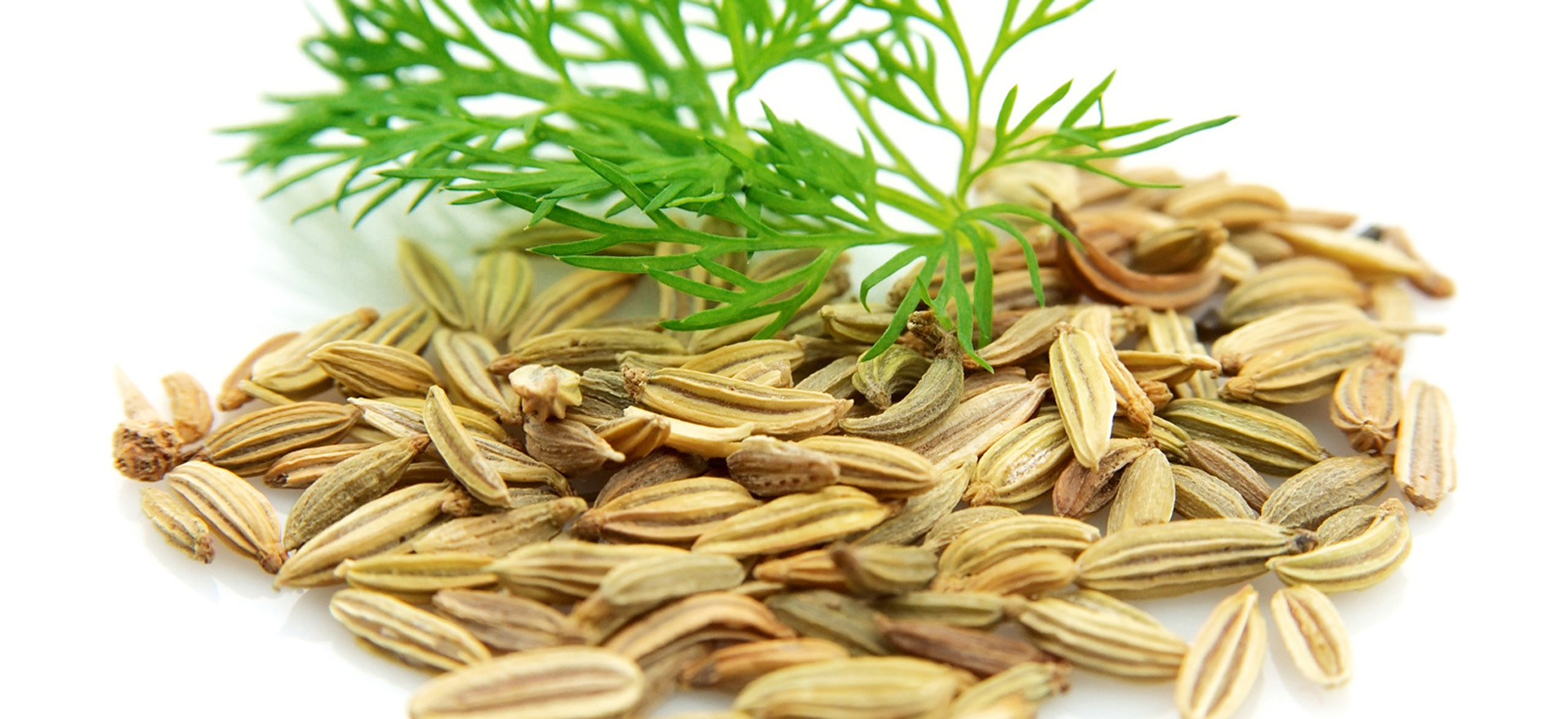 fennel-sweet-botanical-1920x960-global.jpg