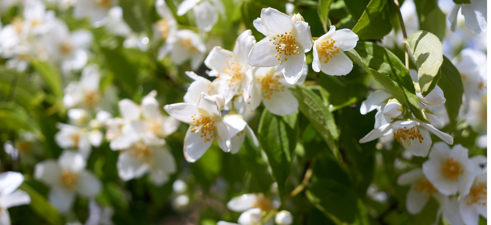 jasmine-botanical-1600x733-global.jpg
