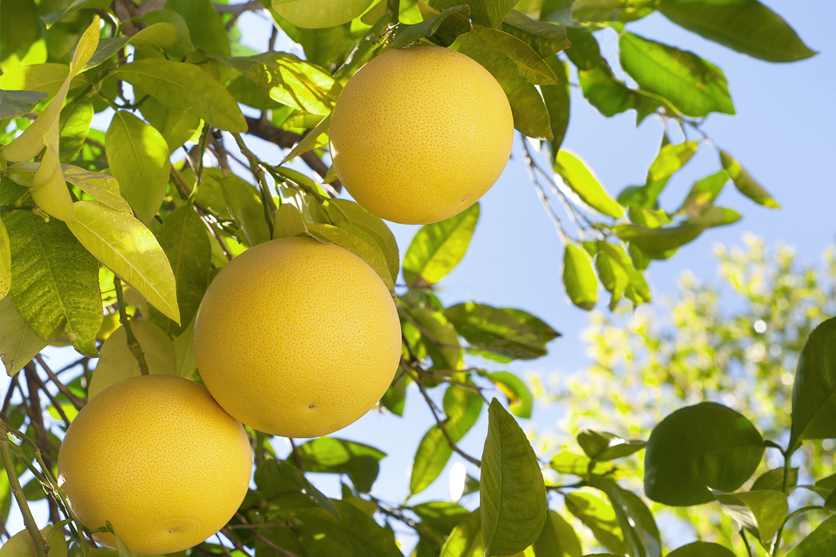 Grapefruit