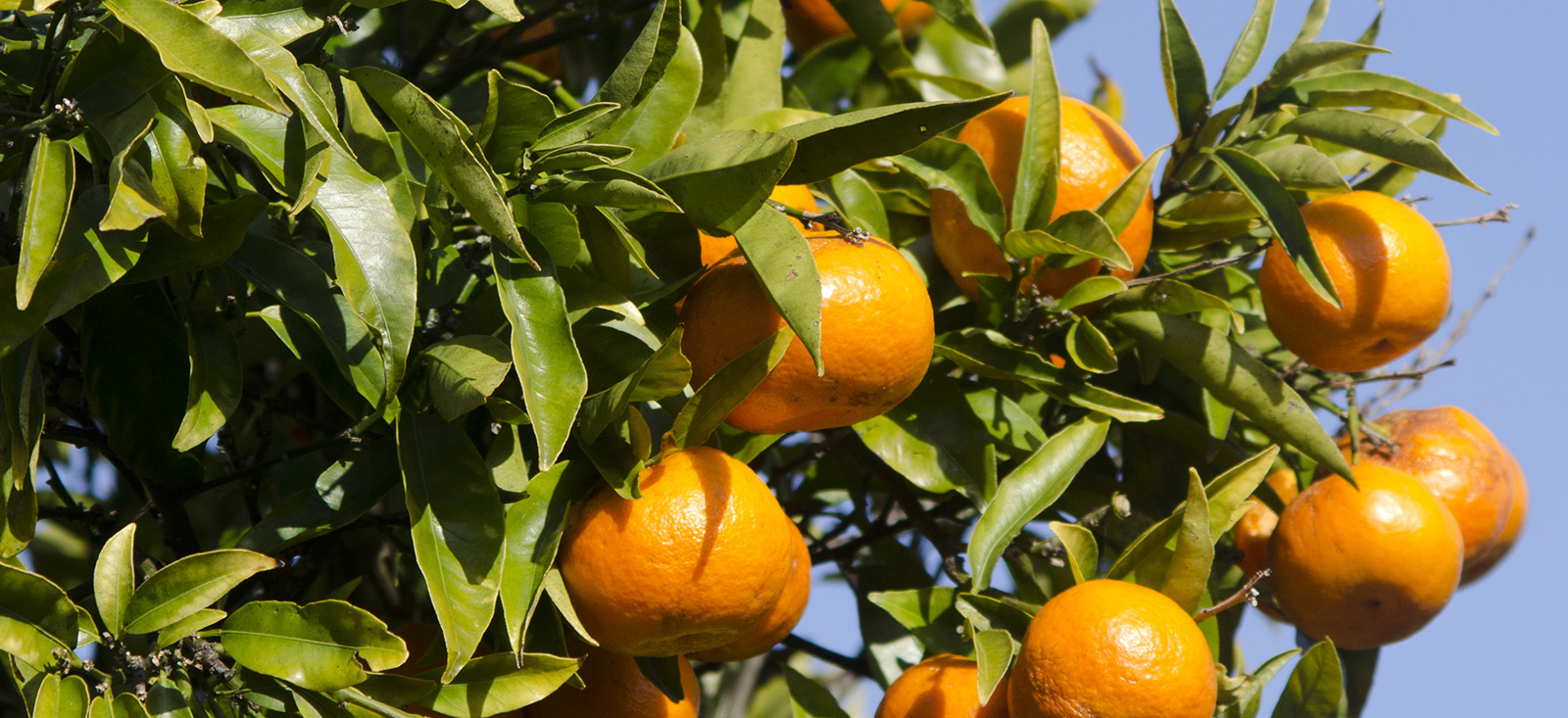 Red Mandarin