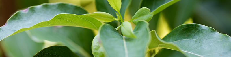laurel-leaf-botanical-800x200-global.jpg