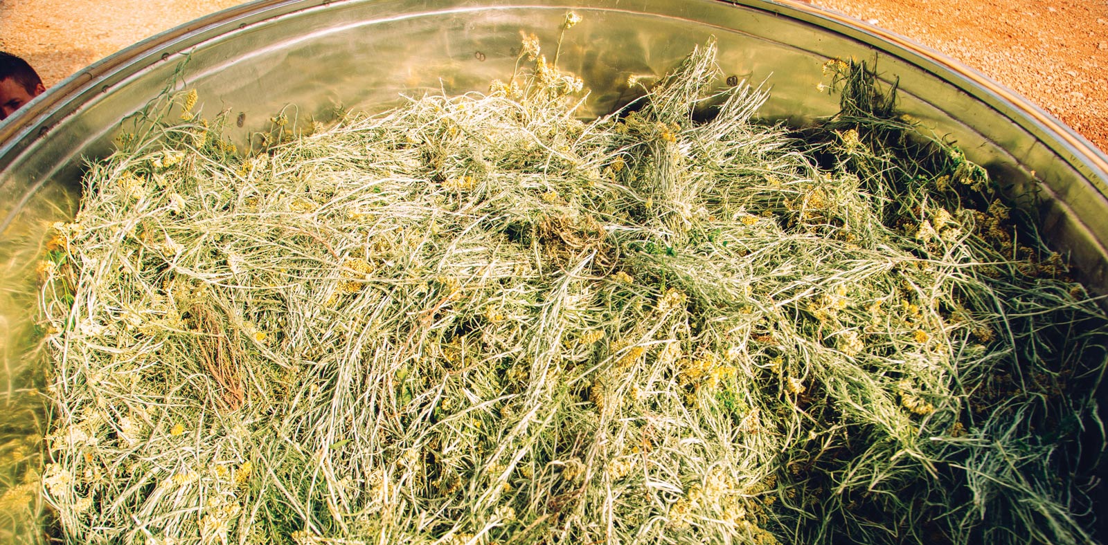 helichrysum-in-vat-sourcing-1600x733-global.jpg