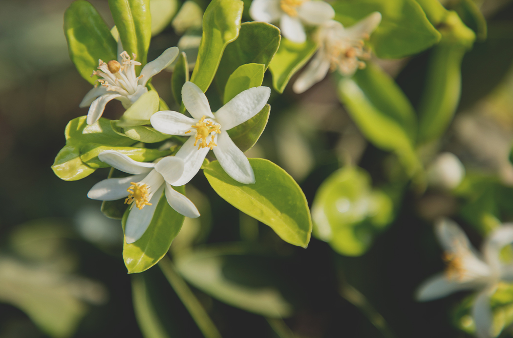 neroli-botanical-1920x1145-global.jpg
