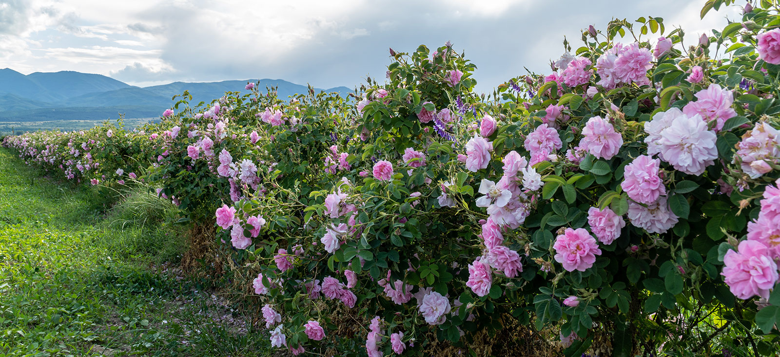 rose-row-natural-landscape-1600x733-global.jpg