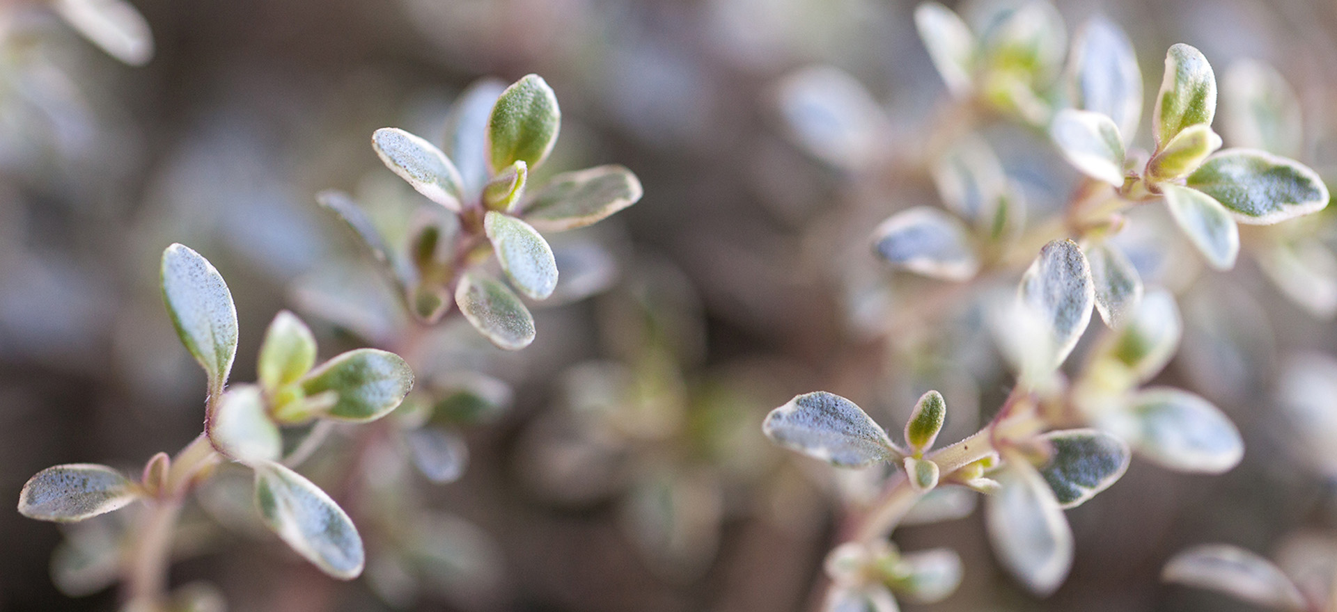 thyme-at-dusk-botanical-1920x960-global.jpg