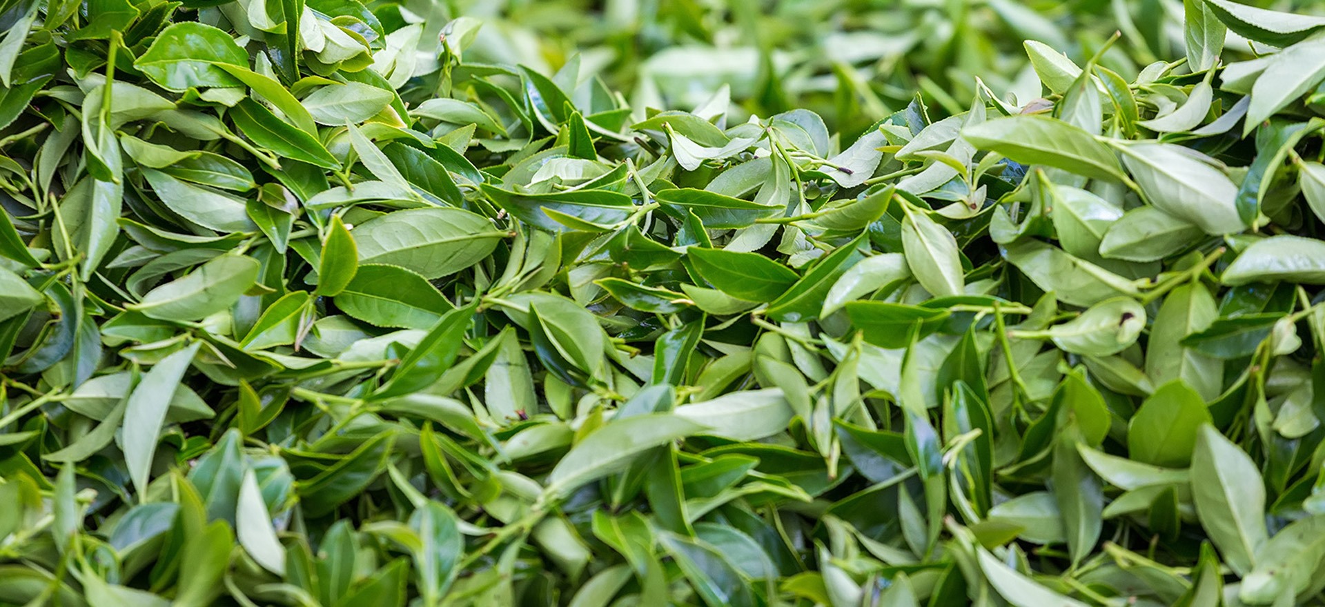 Tea Tree