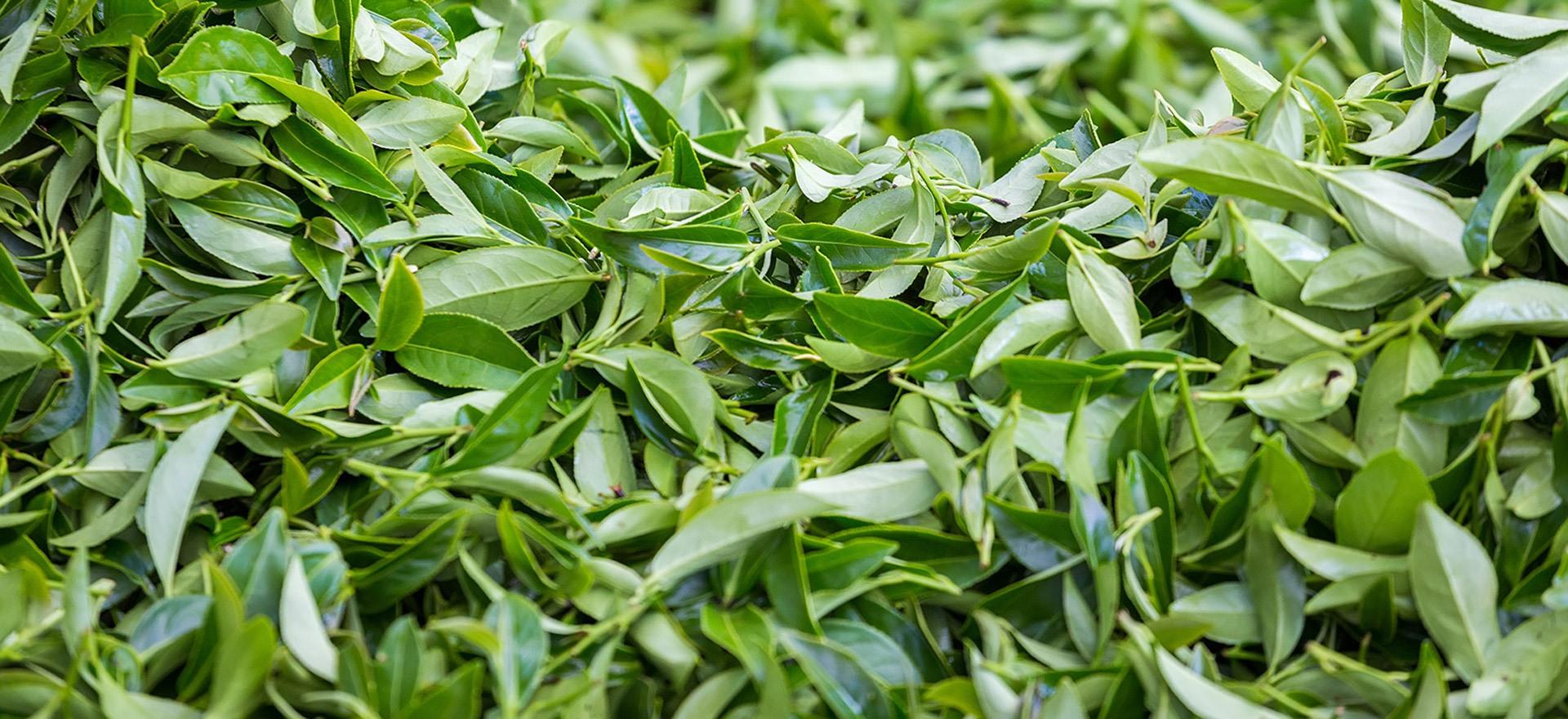 Is Tea Tree Tea Tree | Source To You