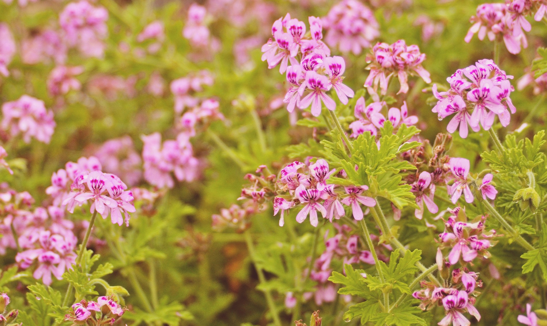 geranium-botanical-1920x1145-global.jpg