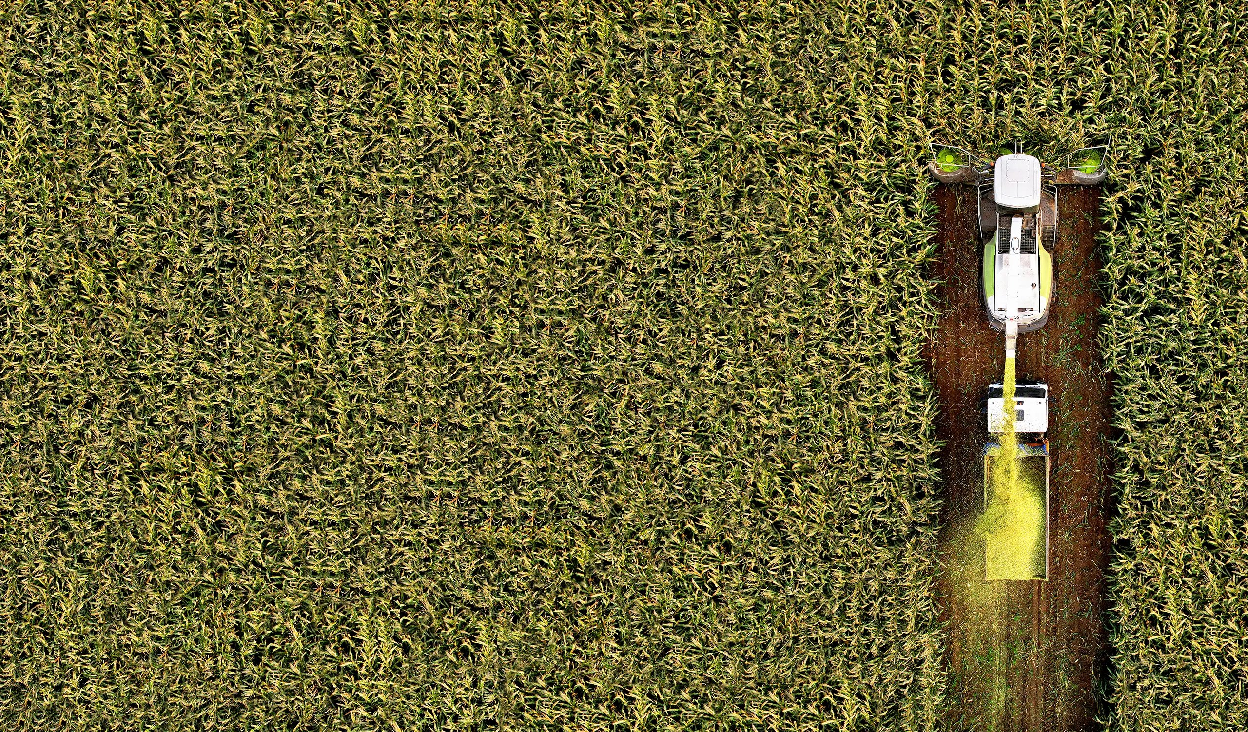An aerial view of a harvestor cutting a path through a field of grains.