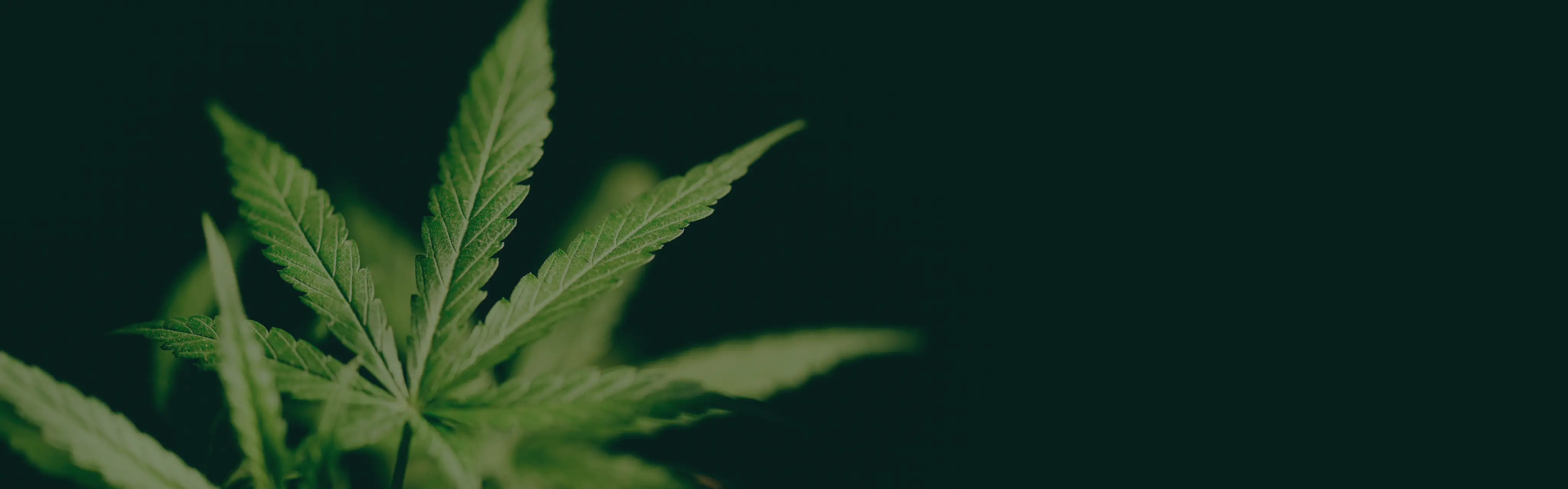 How to Get a Medical Marijuana Card in Maryland