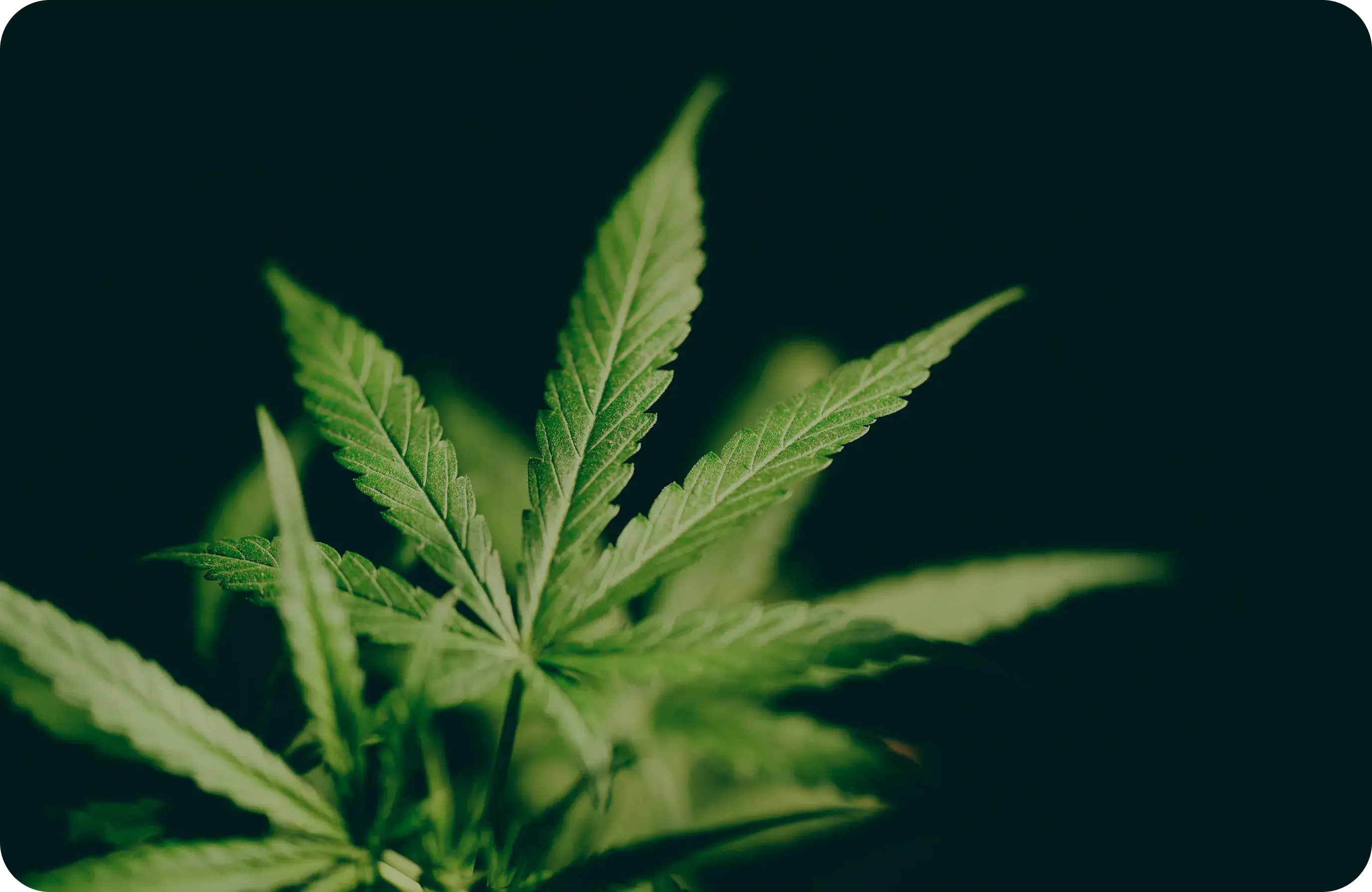 Close-up of vibrant green cannabis leaves against a dark blurred background.