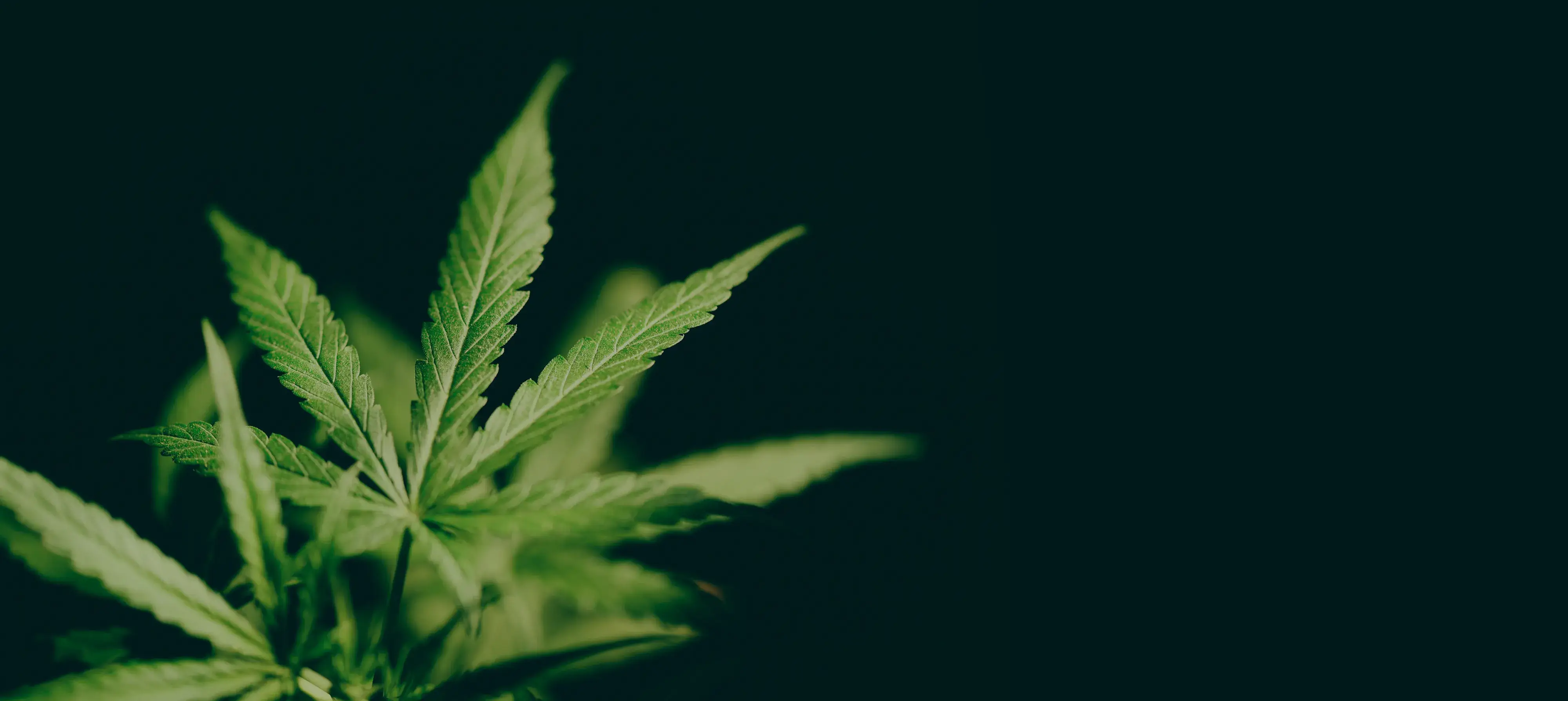 How to Get a Medical Marijuana Card in Maryland