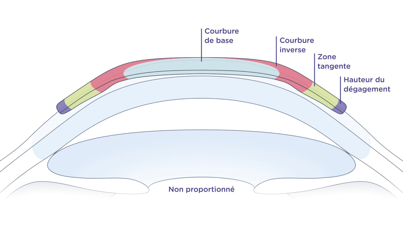 Diagramme décrivant les courbes du cristallin sur l'œil