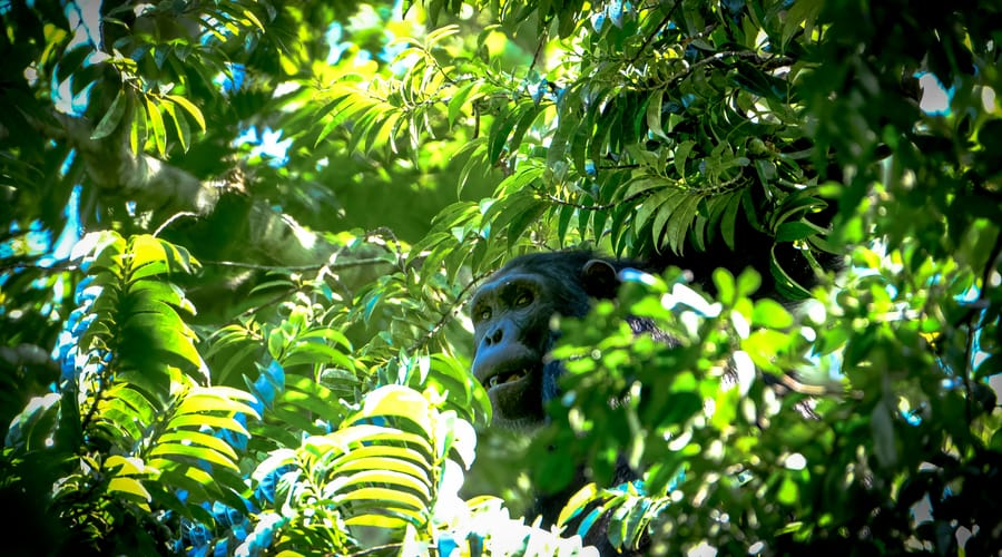 Un bello chimpancé que habita en el bosque en inglés.