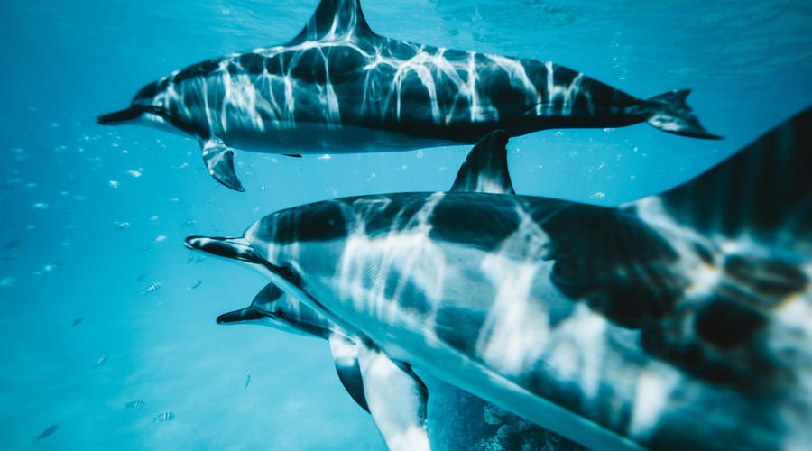 Delfines con el mar de fondo.
