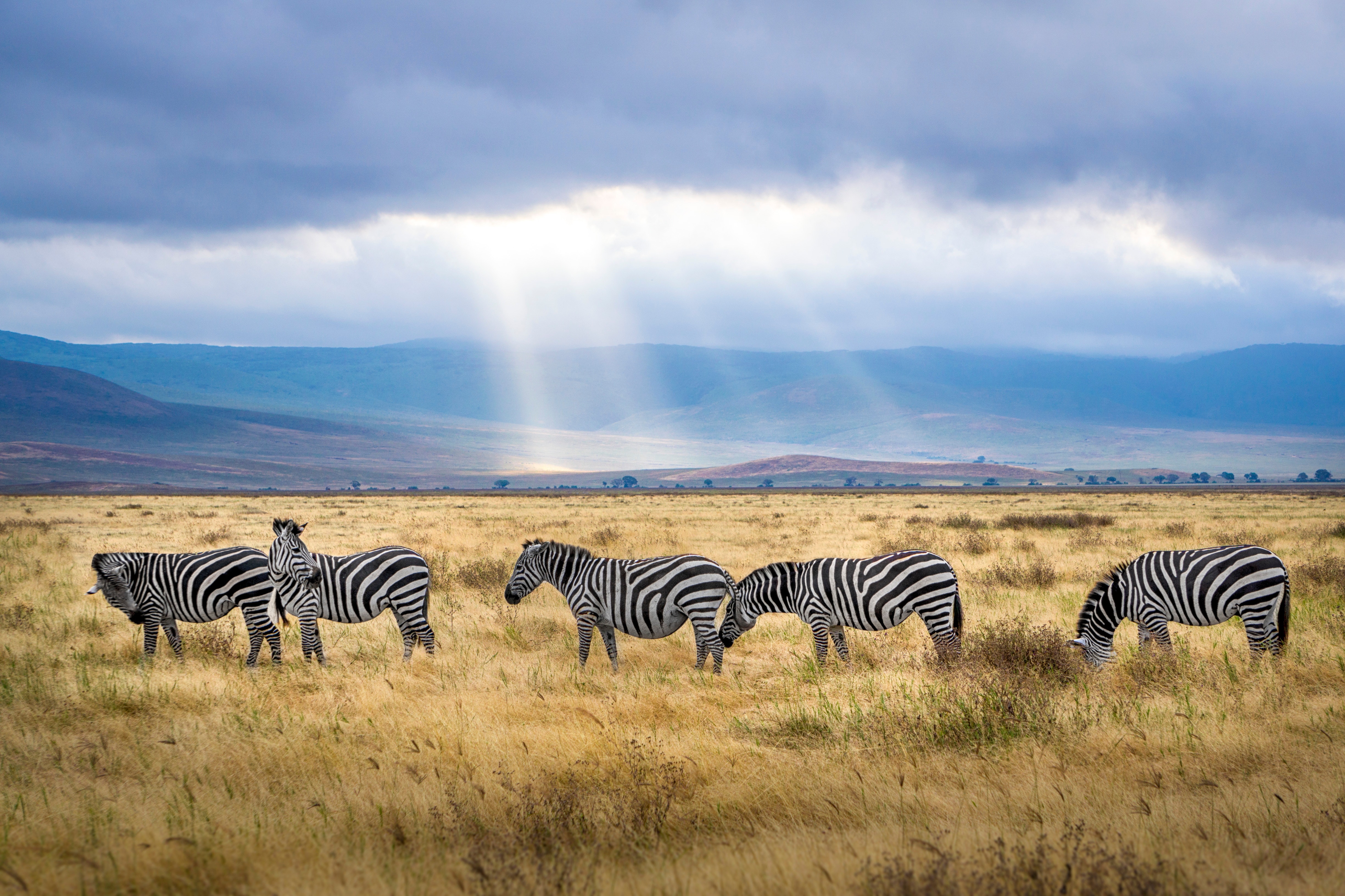 Grupo de Zebras en su ambiente natural