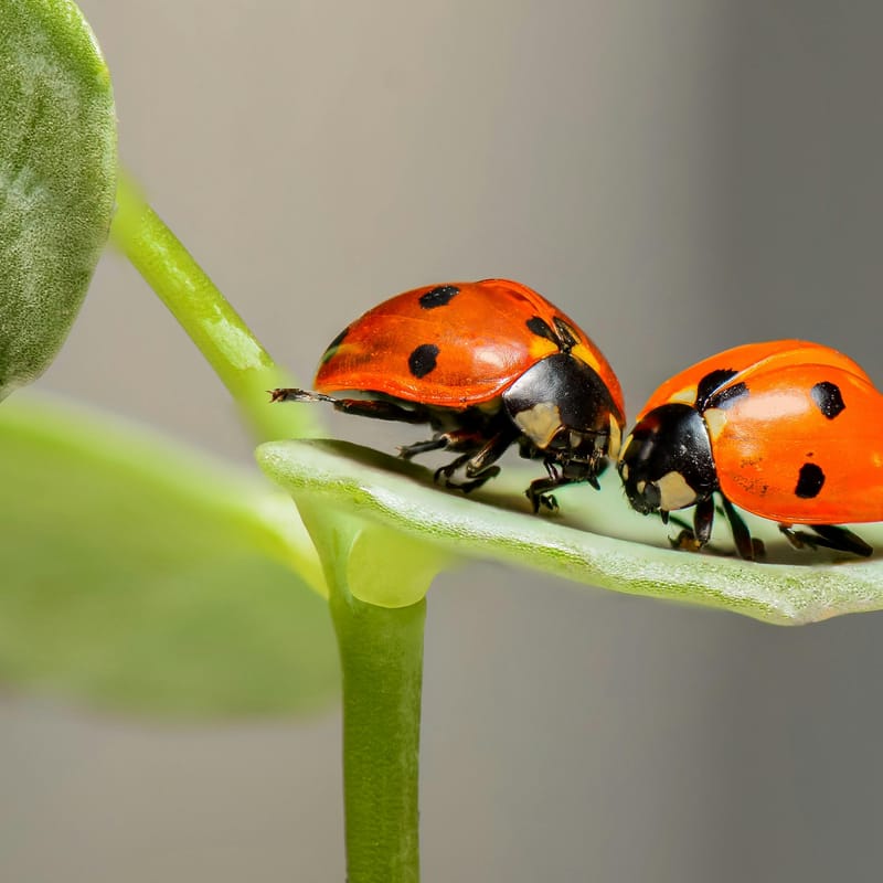 Bonitos insectos que en el idioma inglés se llaman Ladybug