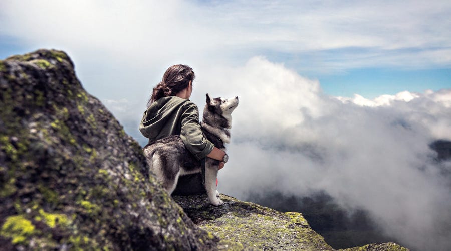 Cómo llamar a tu perro en inglés y otros idiomas