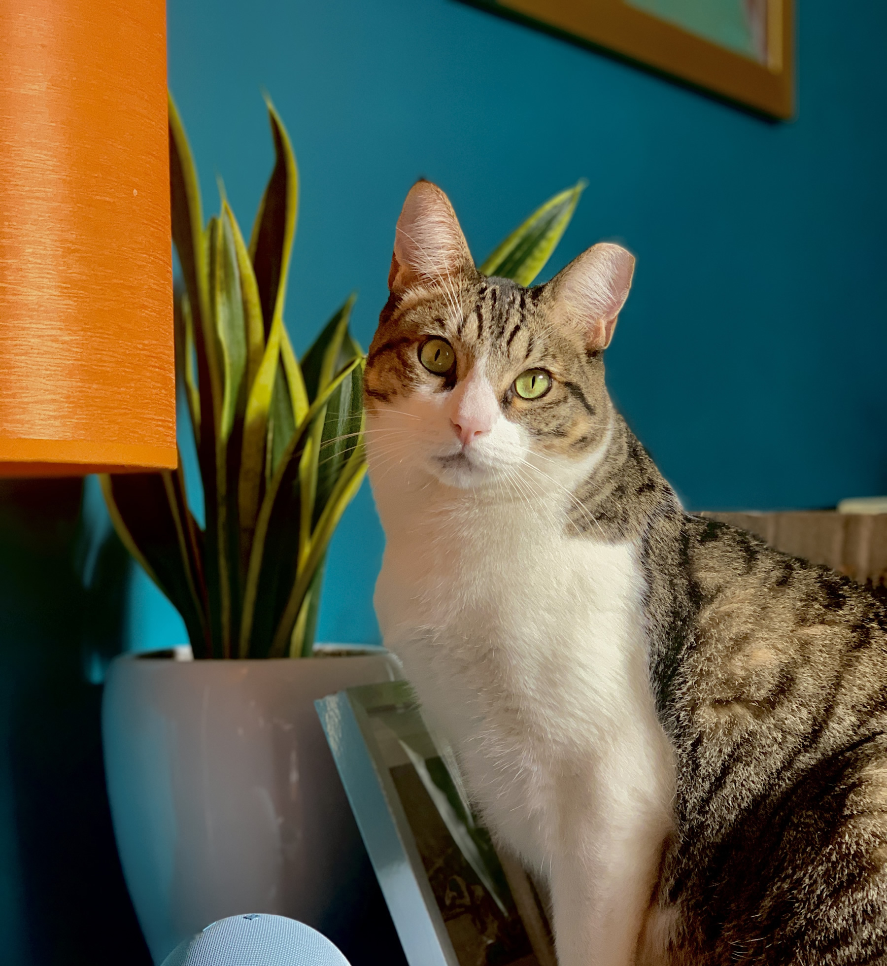 Un gato en el veterinario en inglés