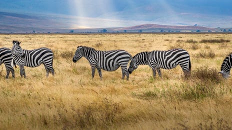 Grupo de zebras en su ambiente natural