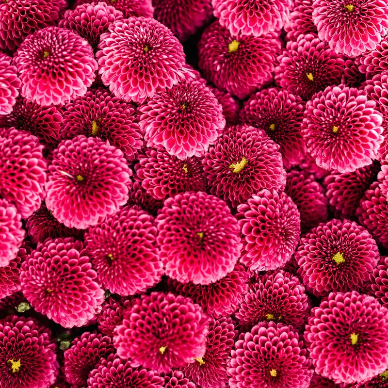Flores en italiano, aprende a nombrarlas en este idioma