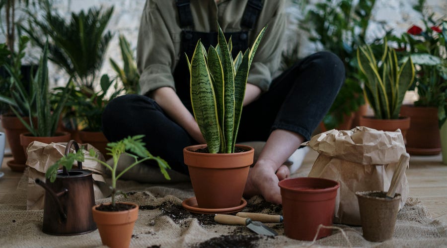 Una mujer joven sembrando su propio jardín en inglés.