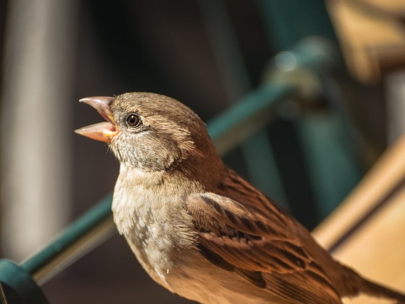 Aves en inglés