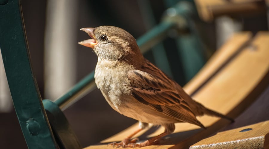 Aves en inglés