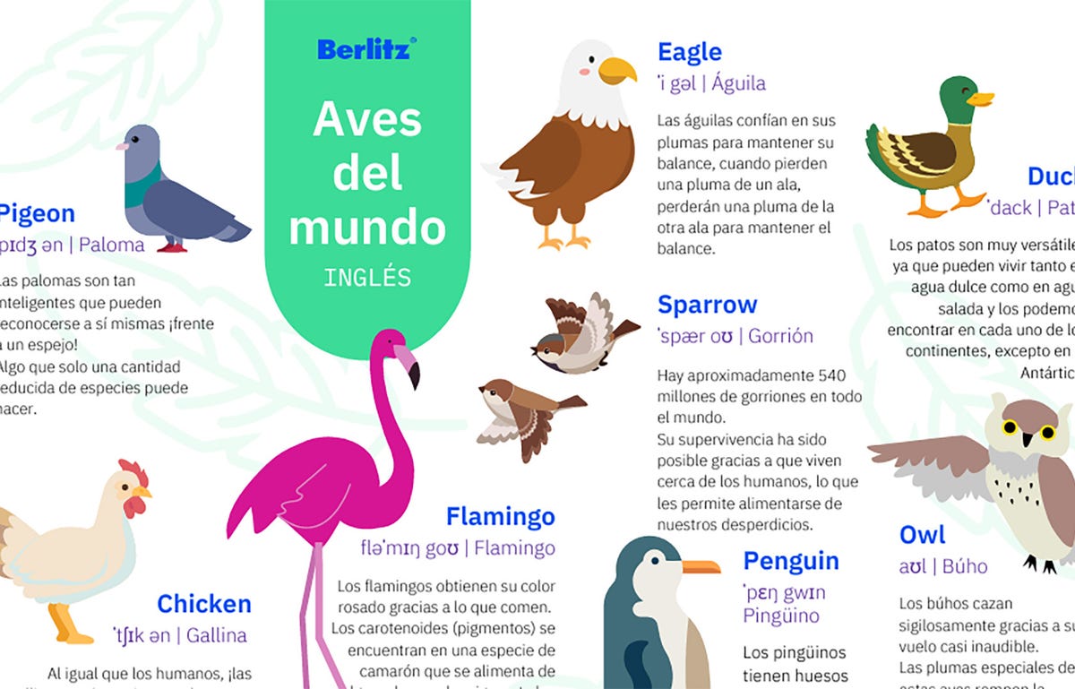 pájaros en inglés
