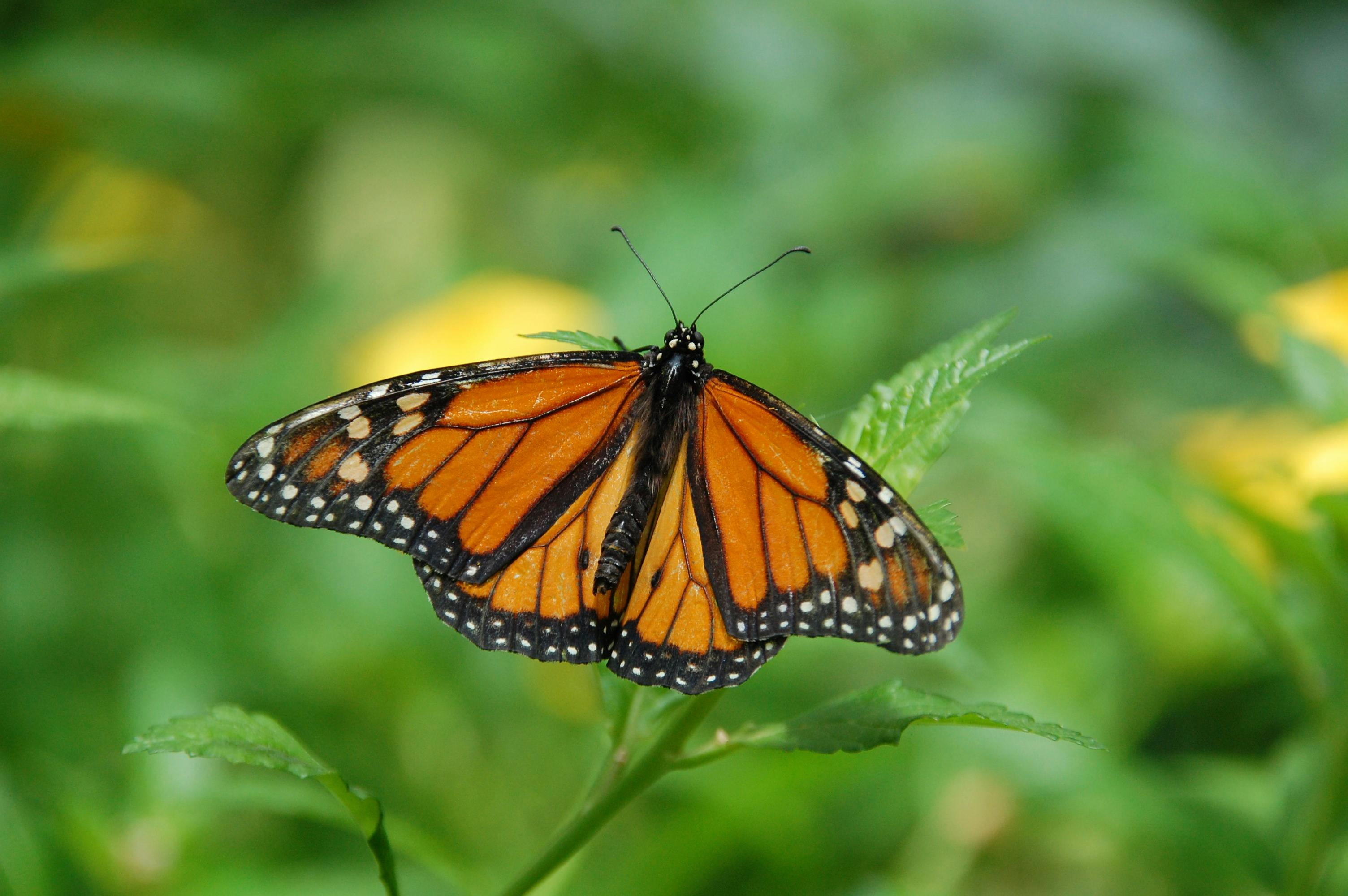 mariposa_monarca_ingles.jpg