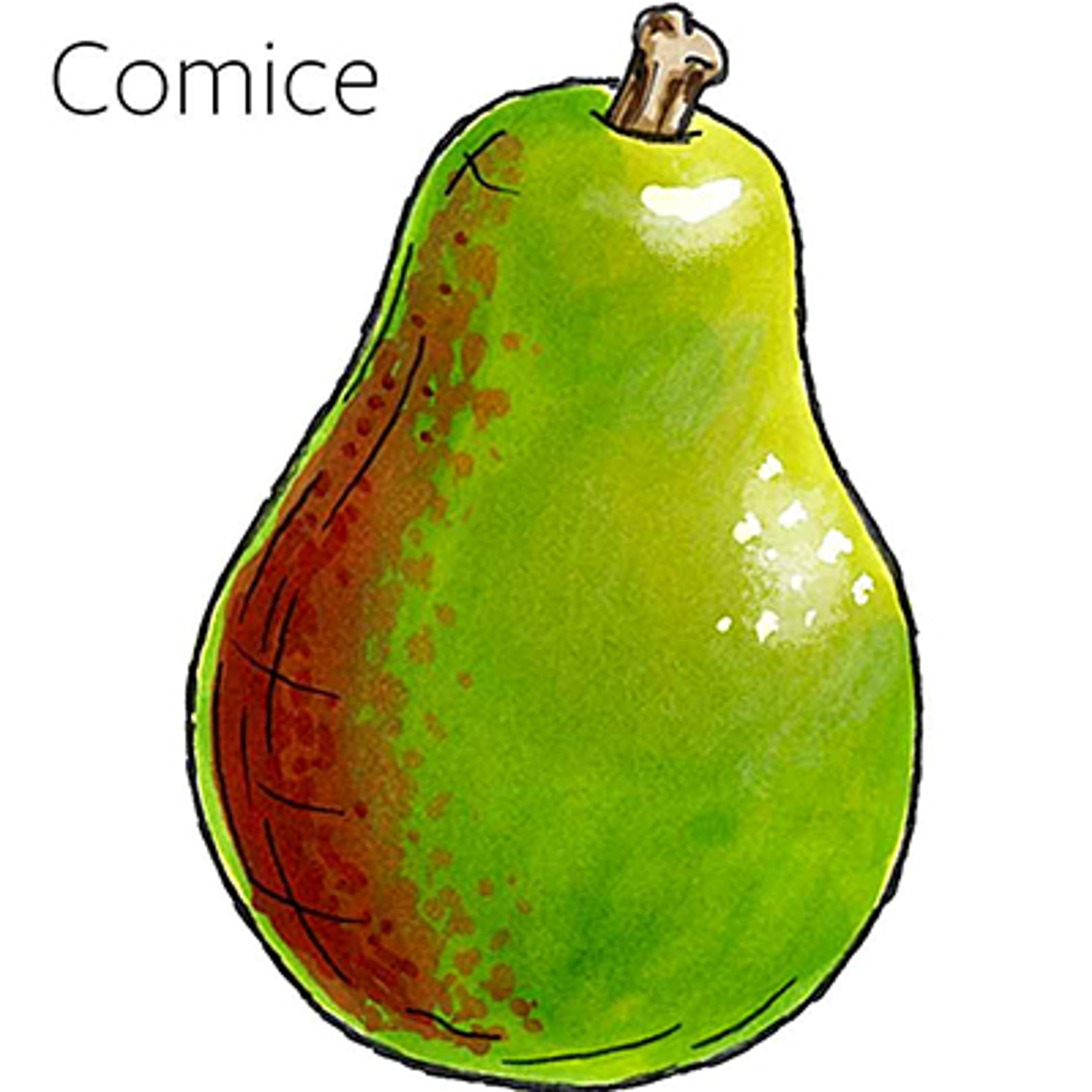 types of pears Comice