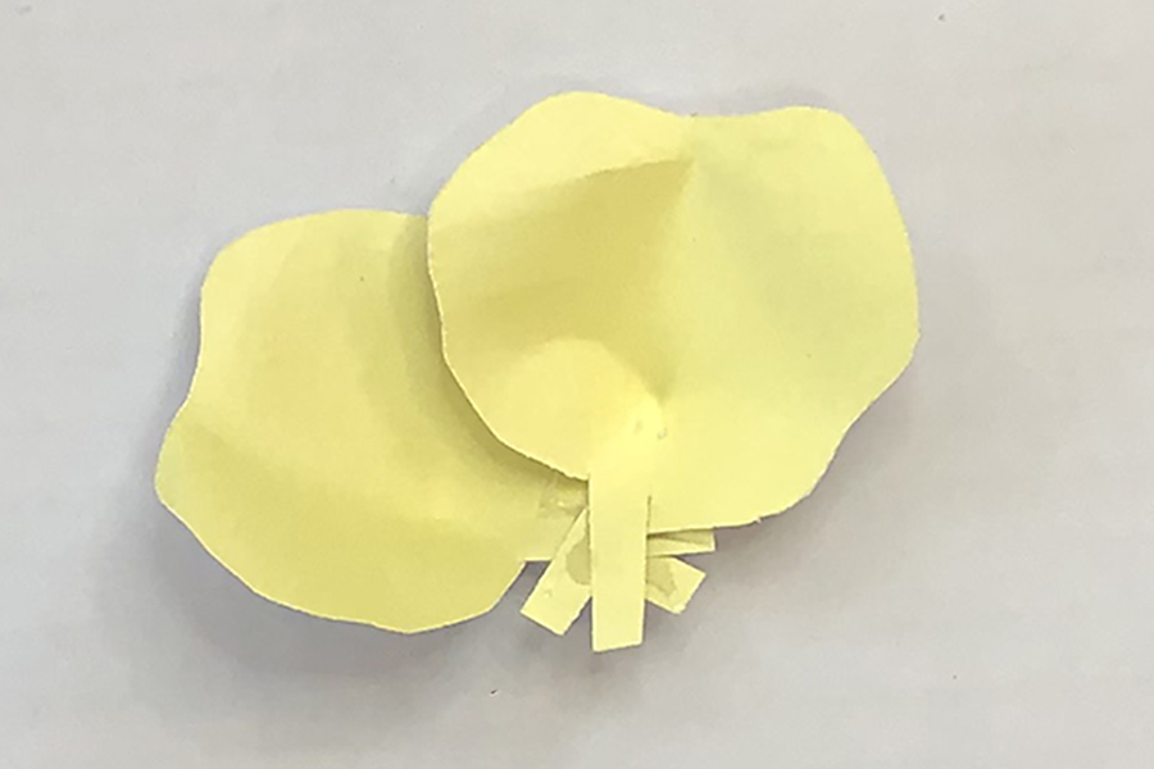 flower petals