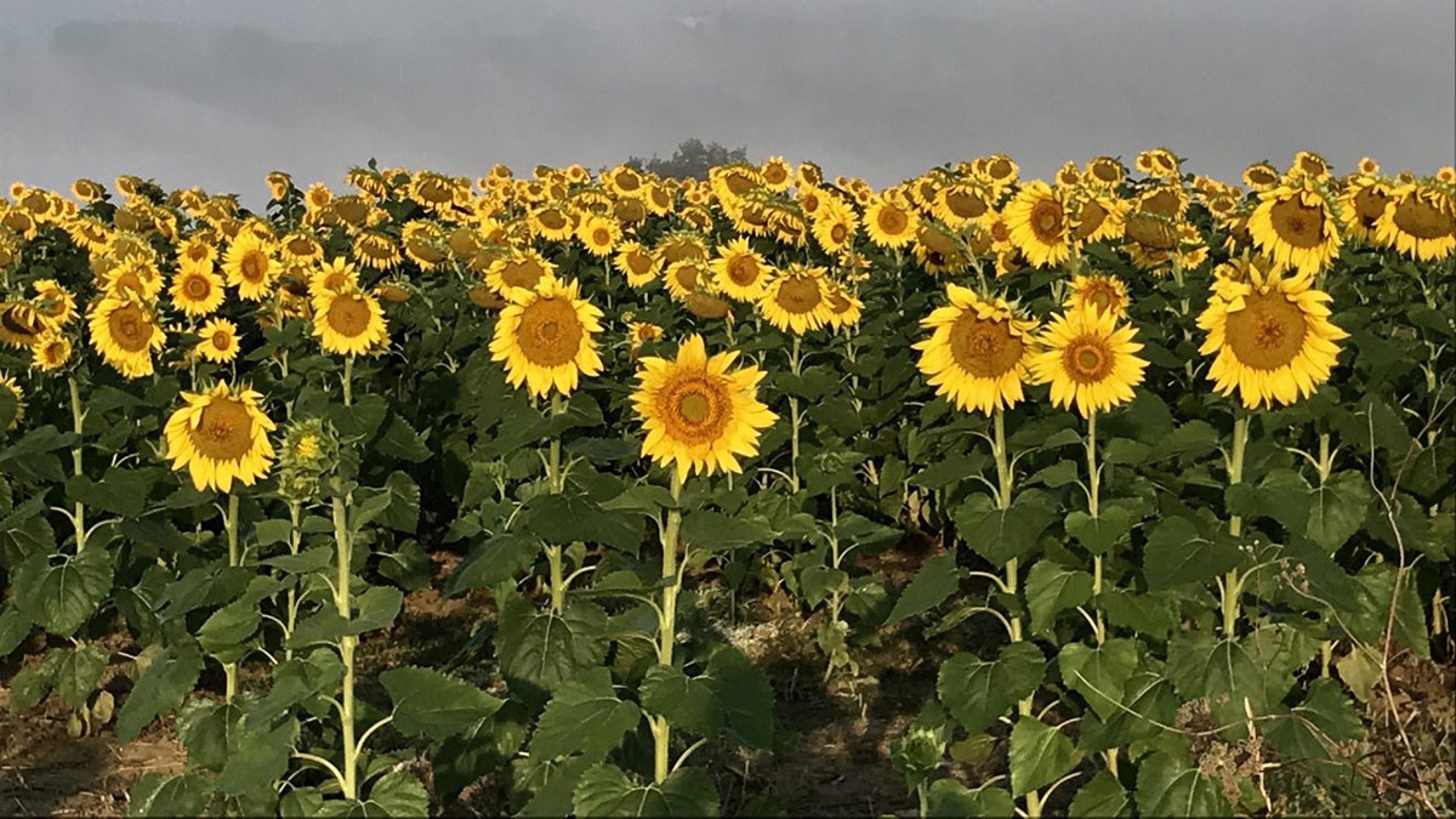 sunflower life cycle hero