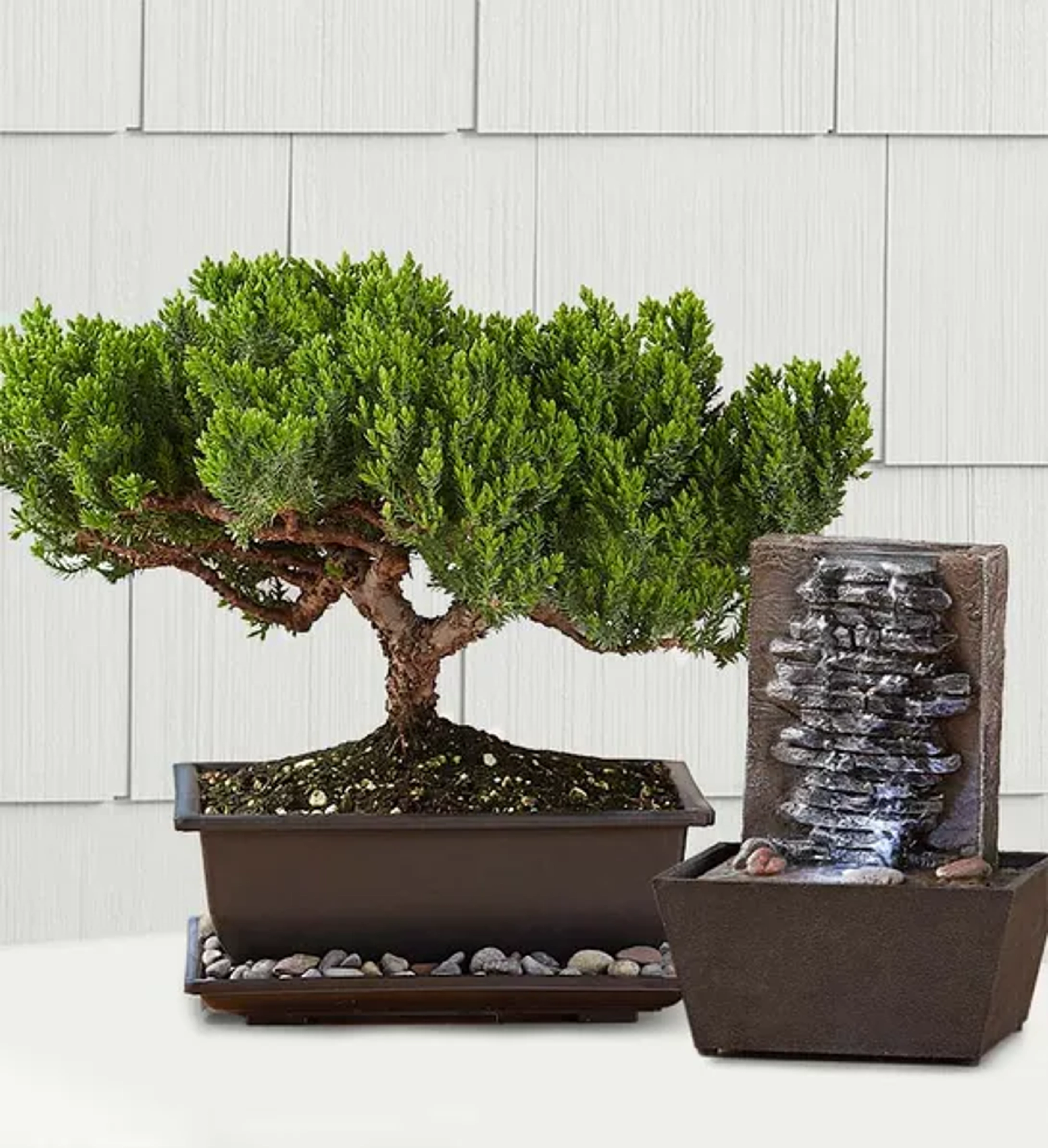 office plants with Juniper Bonsai