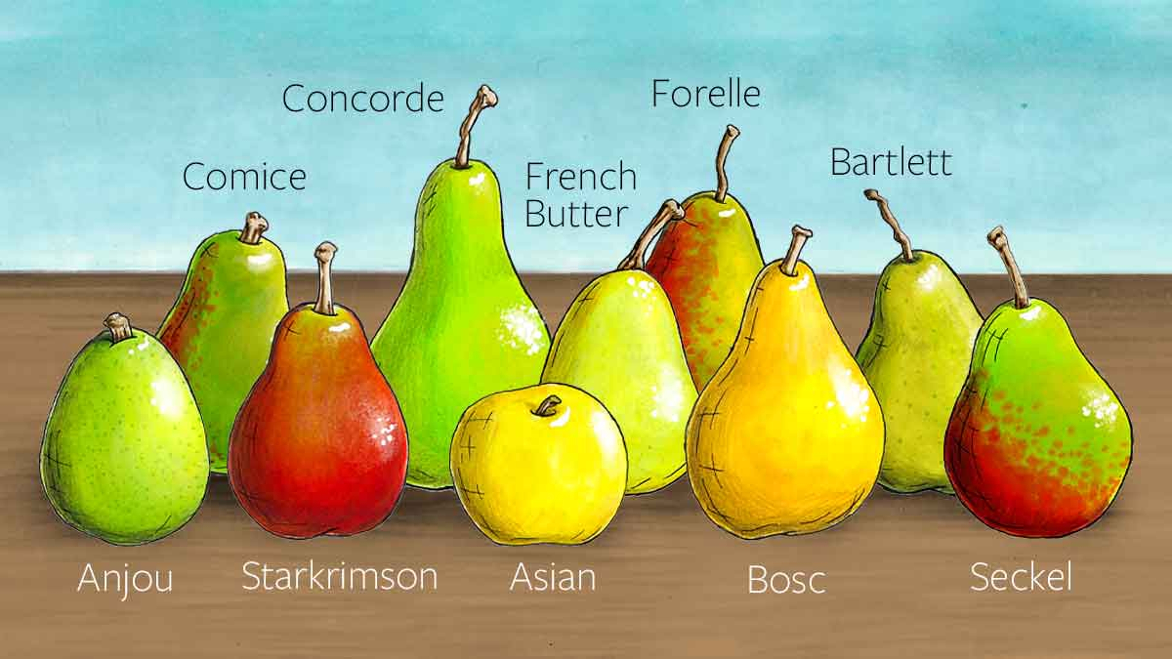 Illustration of different types of pears